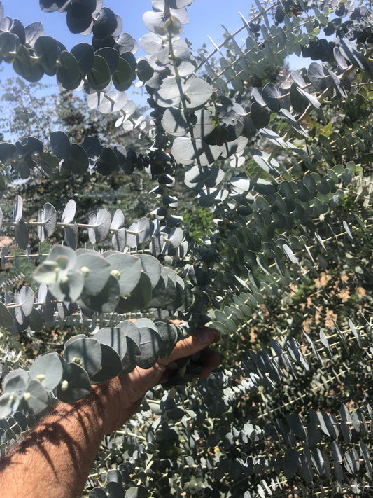 Eucalyptus | Fresh