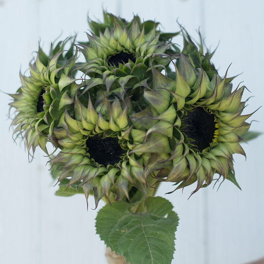 Sunflower | Green-Purple