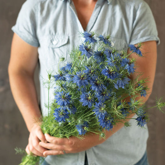 Nigella | Blue