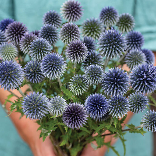 Rittro Echinops (Enchinops Ritro)