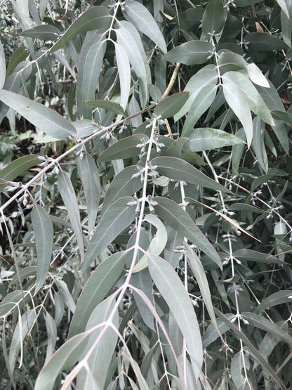 Eucalyptus | Fresh