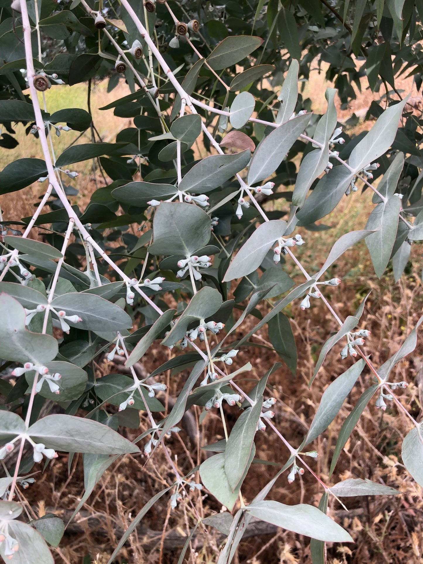 Eucalyptus | Fresh