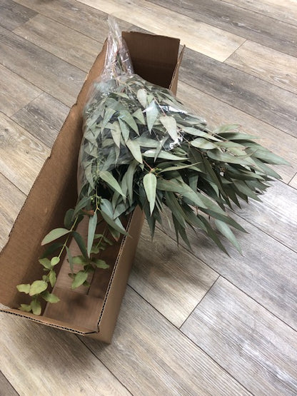 Eucalyptus | Fresh